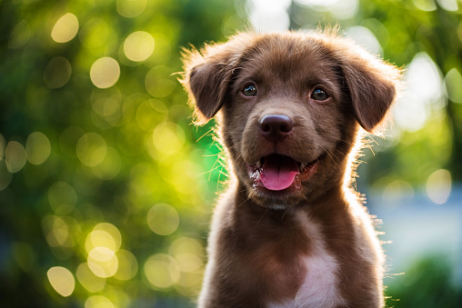 Watch Austin Humane Society's Puppy Bowl