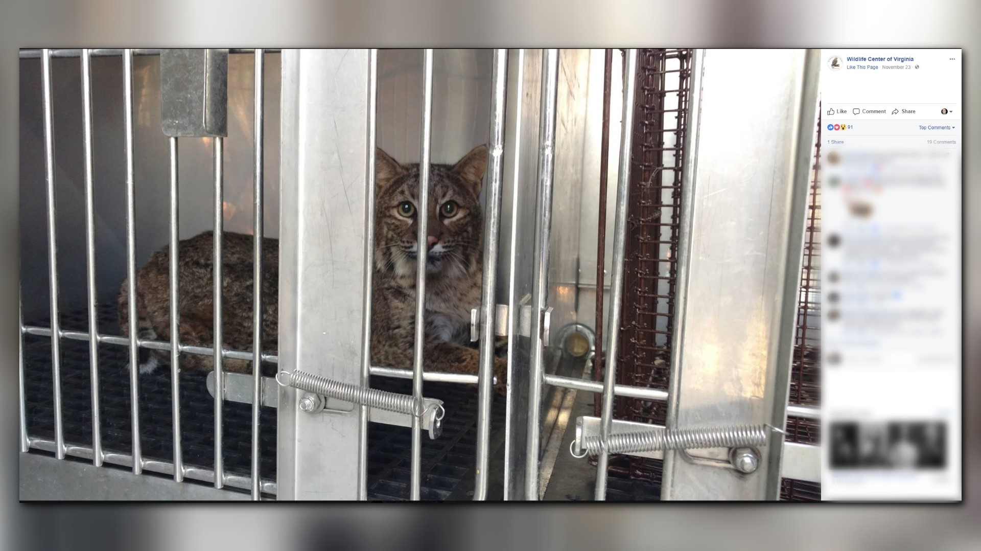 12news Bobcat Inside Car Grille Survives 50 Mile Road Trip Before