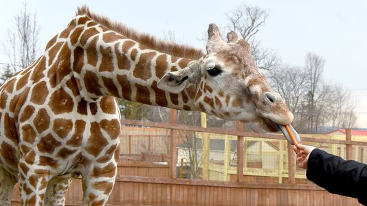 Is April the Giraffe pregnant again? Animal Adventure posts video 